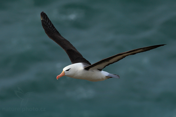 Albatros černobrvý (Thalassarche melanophris),