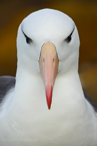 Albatros černobrvý (Thalassarche melanophris)