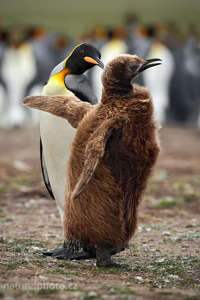 Tučňák patagonský (Aptenodytes patagonicus)
