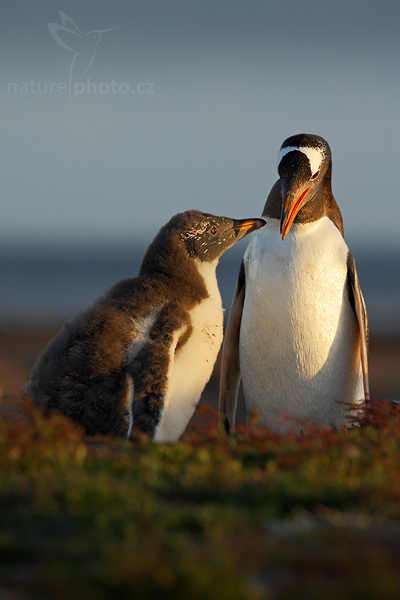 Tučňák oslí (Pygoscelis papua)