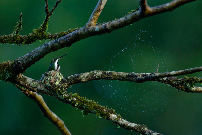 Kolibřík tropický (Anthracothorax nigricollis)