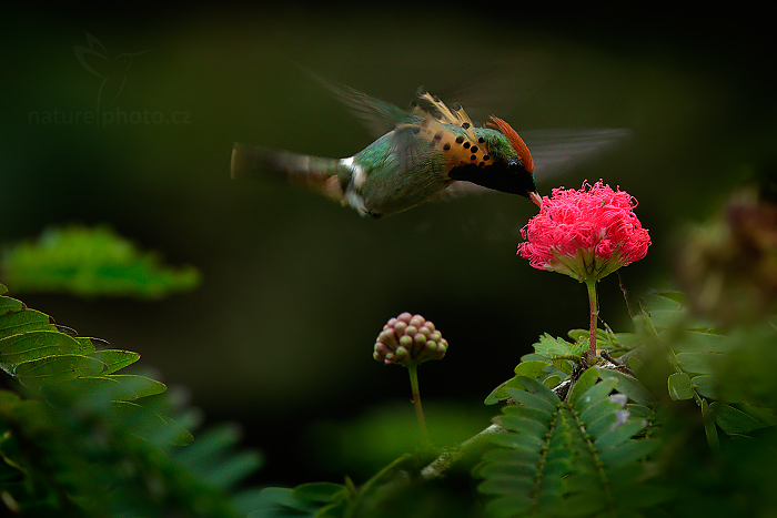Kolibřík ozdobný (Lophornis ornatus)