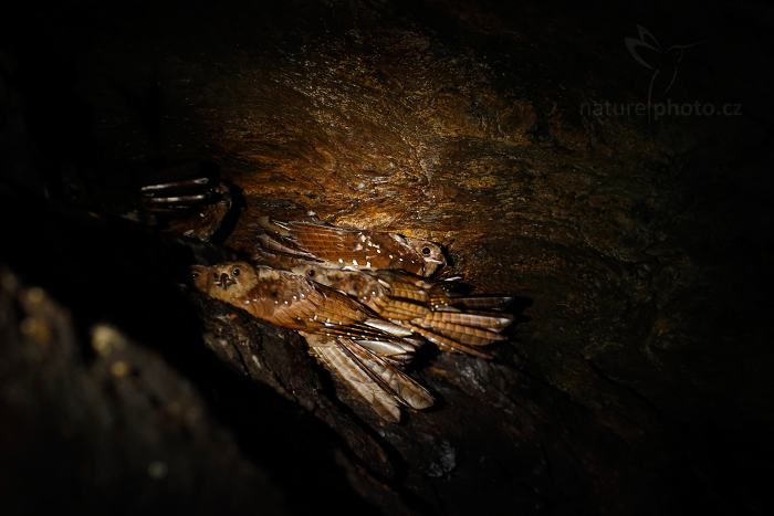 Gvačaro jeskynní (Steatornis caripensis)