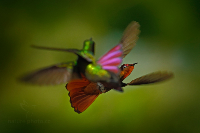 Kolibřík žlutohrdlý (Chrysolampis mosquitus)