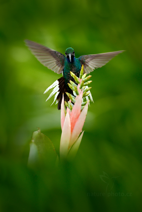 Kolibřík běloocasý (Campylopterus ensipennis)