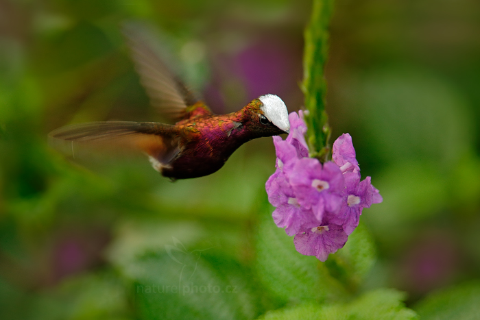 Kolibřík běločelý (Microchera albocoronata)