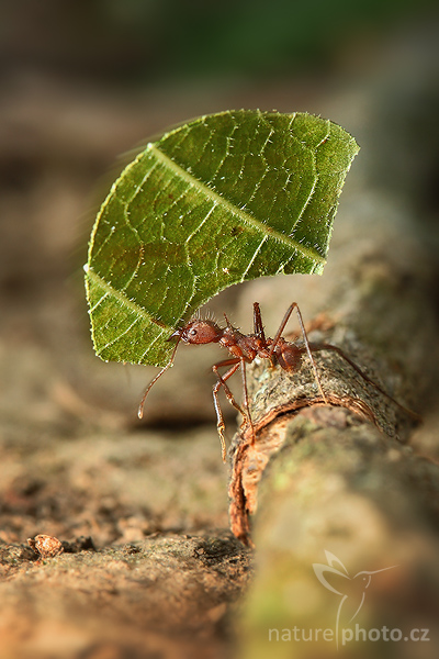 Mravenci rodu Atta (Atta cephalotes)
