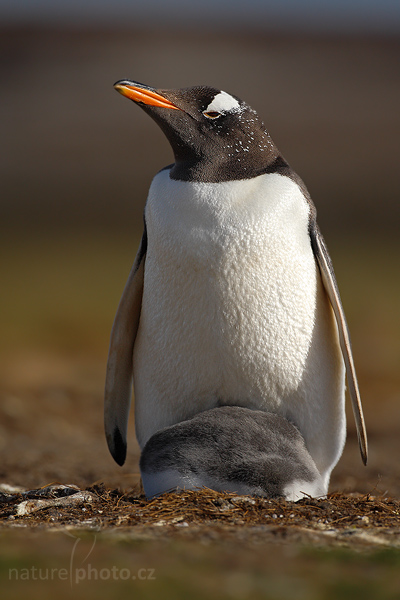 Tučňák oslí (Pygoscelis papua)