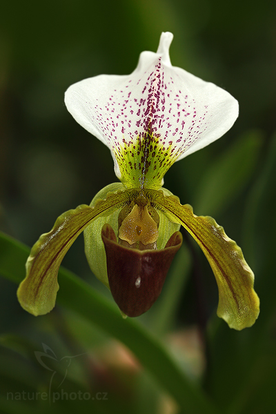 blíže neurčená orchidej