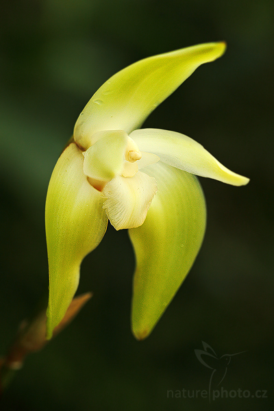 blíže neurčená orchidej