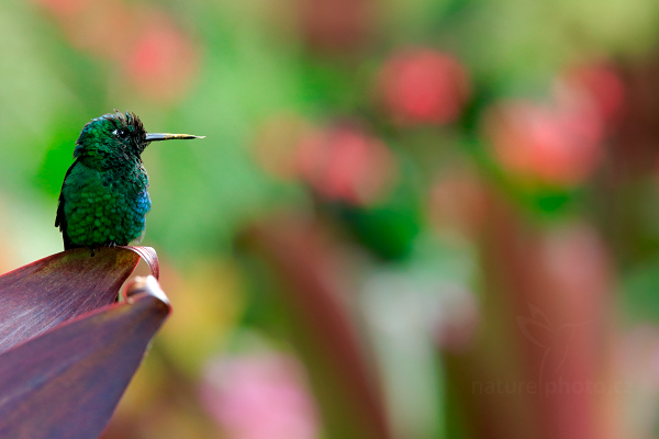 Kolibřík zelenotemenný (Heliodoxa jacula)