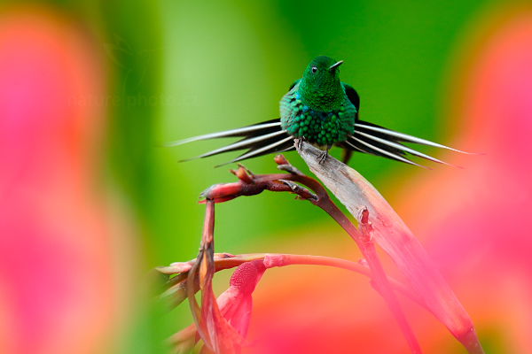 Kolibřík ploskoocasý (Discosura conversii)