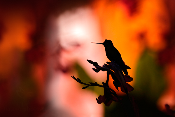 Kolibřík skvostný (Eugenes fulgens)