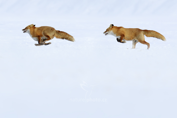 Liška obecná (Vulpes vulpes)