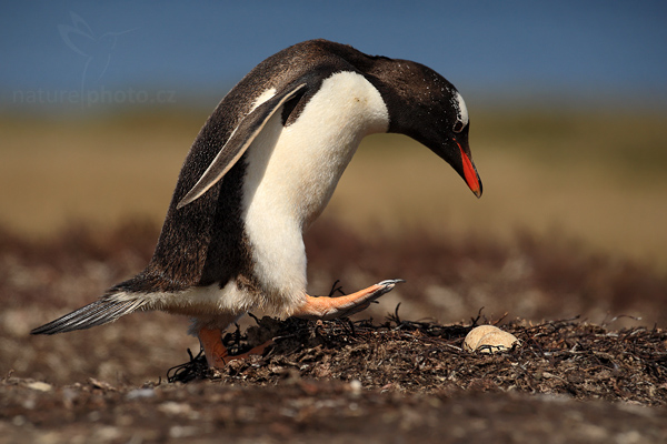 Tučňák oslí (Pygoscelis papua),