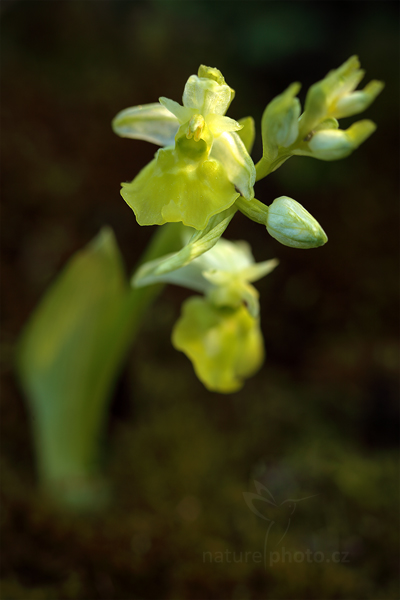tořič čmelákovitý (Ophrys holosericea)