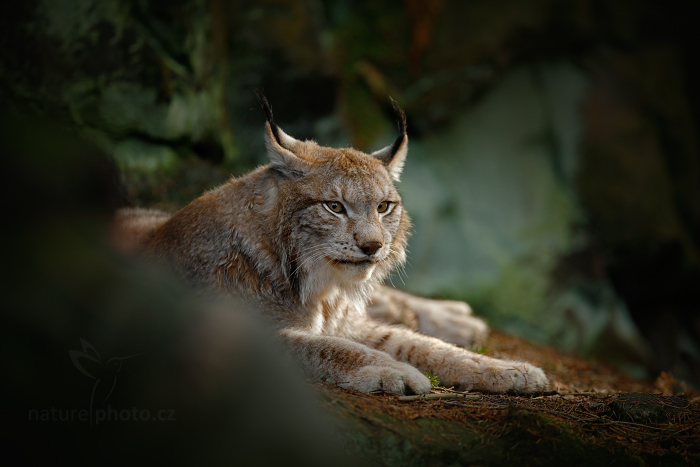 Rys ostrovid (Lynx lynx)