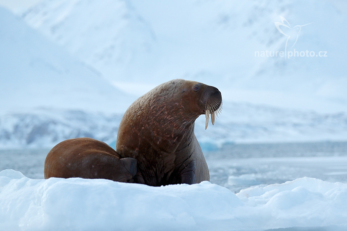 Mrož lední (Odobenus rosmarus) Walrus