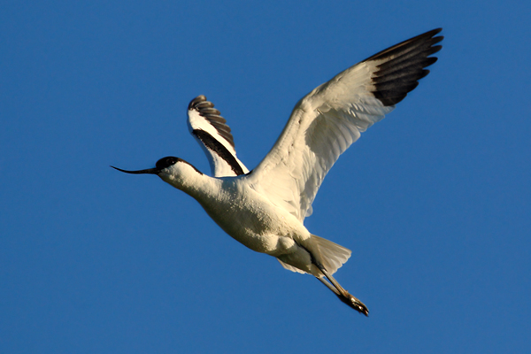 Tenkozobec  opačný (Recurvirostra avosetta)