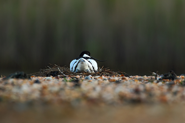 Tenkozobec opačný (Recurvirostra avosetta)