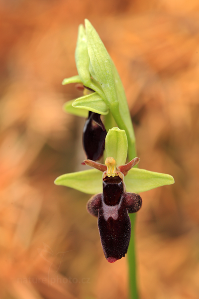 Tořič (Ophrys holoserica subsp. holubyana × Ophrys insectifera)