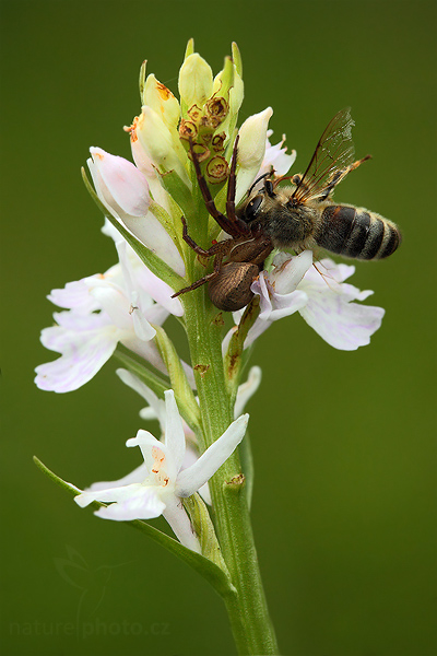 Prstnatec plamatý (Dactylorhiza maculata)