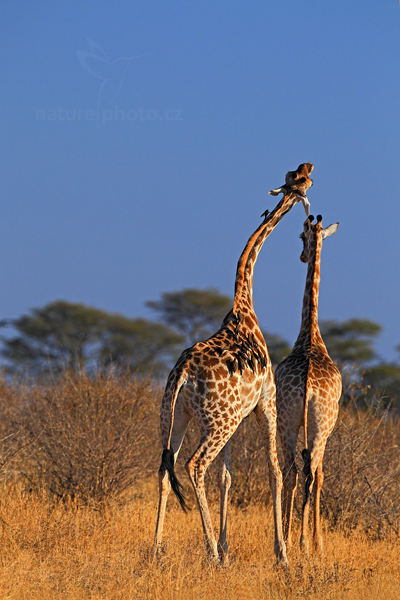 Žirafa angolská (Giraffa camelopardalis)