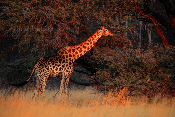 Žirafa angolská (Giraffa camelopardalis)