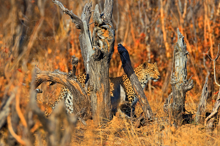 Levhart jihoafrický (Panthera pardus shortridgei)