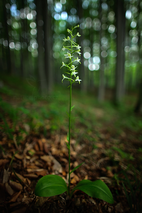 Vemeník dvoulistý (Platanthera bifolia)