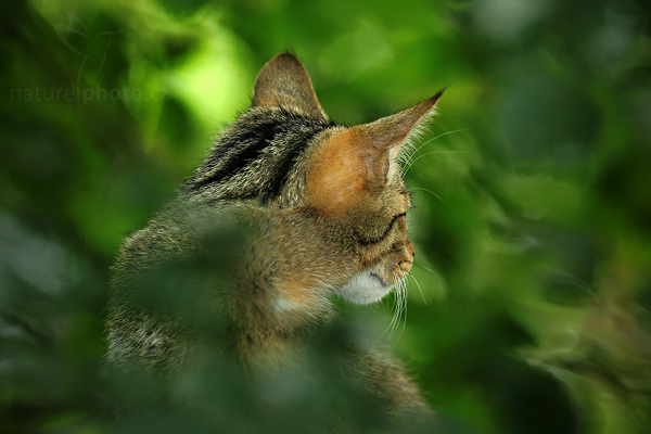 Kočka divoká (Felis silvestris)
