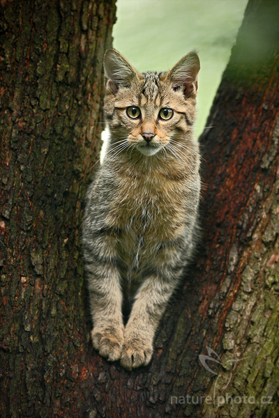 Kočka divoká (Felis silvestris),