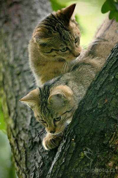 Kočka divoká (Felis silvestris)