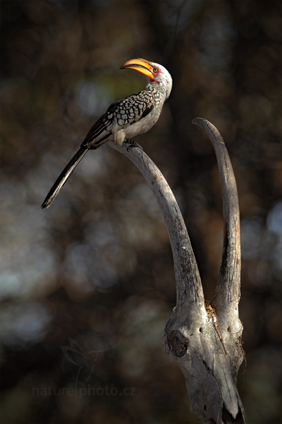 Zoborožec jihoafrický (Tockus leucomelas)