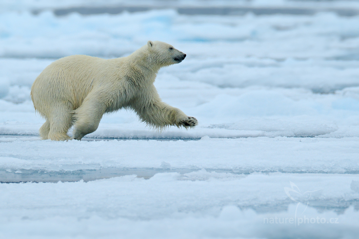 Medvěd lední (Ursus maritimus) Polar Bear