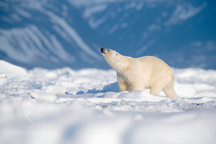 Medvěd lední (Ursus maritimus)
