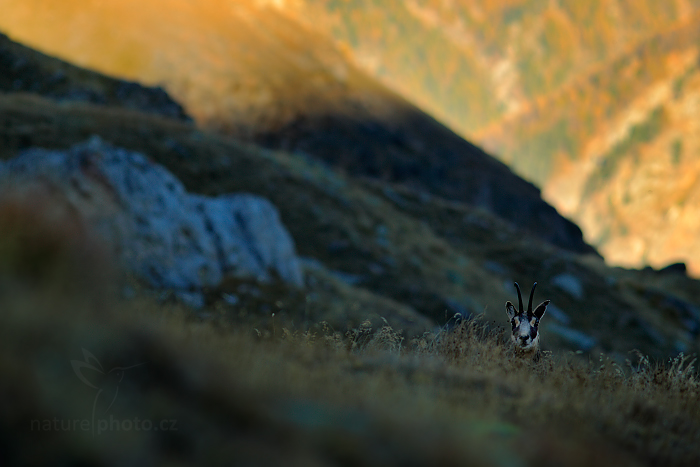 Kamzík horský alpský (Rupicapra rupicapra)