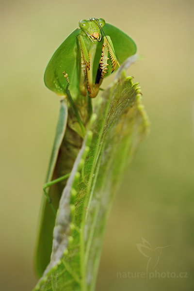 Kudlanka listová (Choeradodis rhombicollis)