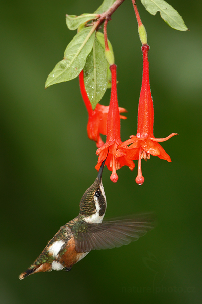 Kolibřík ostroocasý (Chaetocercus mulsant)
