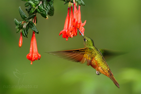 Kolibřík peruánský (Boissonneaua matthewsii)