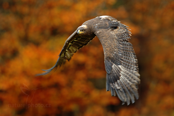 Orel stepní (Aquila nipalensis)
