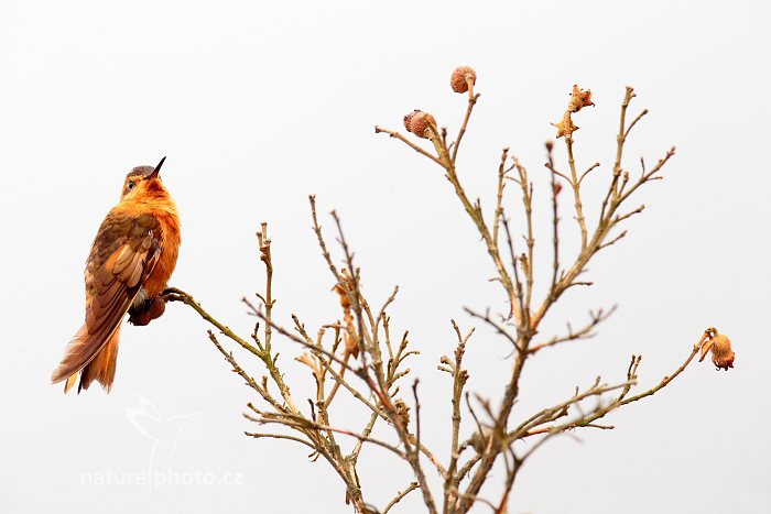 Kolibřík duhovohřbetý (Aglaeactis cupripennis)