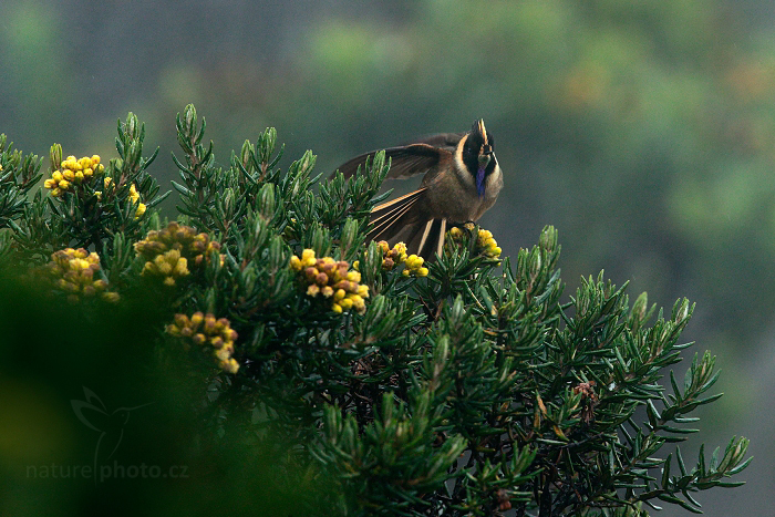 Kolibřík přílbový (Oxypogon guerinii stuebelii) 
