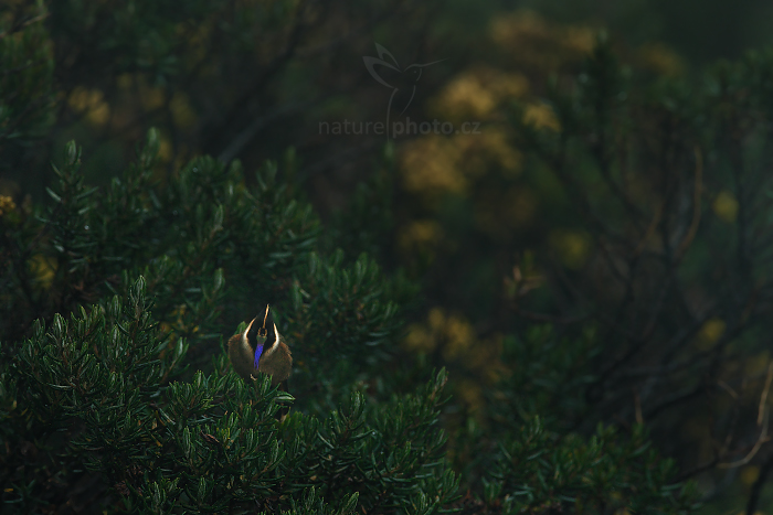Kolibřík přílbový (Oxypogon guerinii stuebelii)