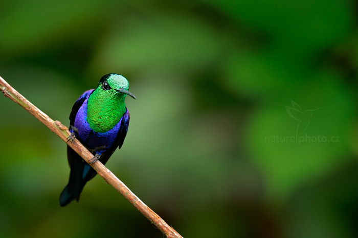 Kolibřík vidloocasý (Thalurania colombica)