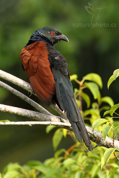 Kukačka vraní (Centropus sinensis parroti)