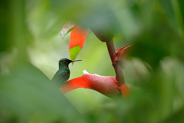 Kolibřík zelenotemenný (Heliodoxa jacula)