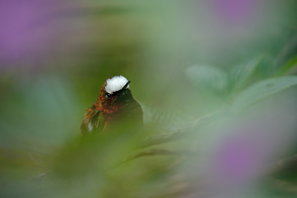 Kolibřík běločelý (Microchera albocoronata)