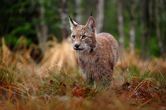 Rys ostrovid (Lynx lynx) 