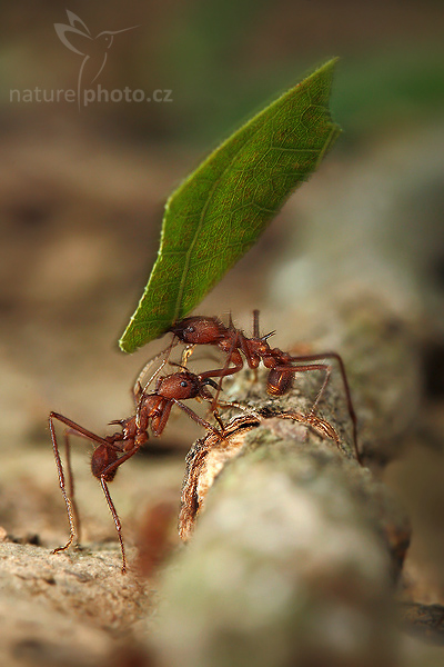 Mravenci
rodu Atta (Atta cephalotes)